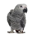 African Grey Parrot (3 months old) Royalty Free Stock Photo