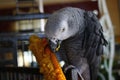 African grey parrot