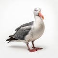 African Grey And Black-browed Albatross Painting On White Background