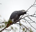 African grey parrot perched on tree branch