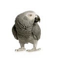 African Grey Parrot - Psittacus erithacus Royalty Free Stock Photo