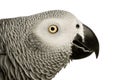 African Grey Parrot - Psittacus erithacus