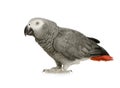 African Grey Parrot - Psittacus erithacus Royalty Free Stock Photo