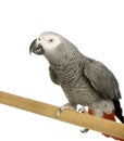 African Grey Parrot - Psittacus erithacus Royalty Free Stock Photo