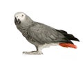 African Grey Parrot - Psittacus erithacus Royalty Free Stock Photo