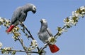 African Grey Parrot, psittacus erithacus, Adults standing in Blossom Tree