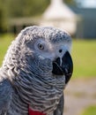 African Grey Parrot Royalty Free Stock Photo