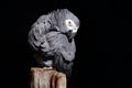 African Grey Parrot, Psittacus erithacus, sitting on the branch, Gabon, Africa. Wildlife scene from nature. Parrot in the green tr