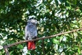 African grey parrot or Psittacus erithacus sitting on green tree background close up Royalty Free Stock Photo