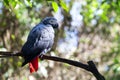 African grey parrot or Psittacus erithacus sitting on green tree background close up Royalty Free Stock Photo