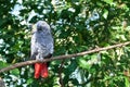 African grey parrot or Psittacus erithacus sitting on green tree background close up Royalty Free Stock Photo