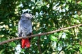 African grey parrot or Psittacus erithacus sitting on green tree background close up Royalty Free Stock Photo