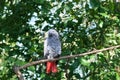 African grey parrot or Psittacus erithacus sitting on green tree background close up Royalty Free Stock Photo