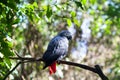 African grey parrot or Psittacus erithacus sitting on green tree background close up Royalty Free Stock Photo