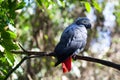 African grey parrot or Psittacus erithacus sitting on green tree background close up Royalty Free Stock Photo