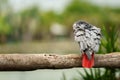 African grey parrot (Psittacus erithacus) on wood tree branch Royalty Free Stock Photo