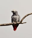 African grey parrot of red tail