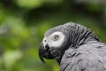 African Grey Parrot