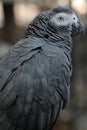 African Grey parrot sitting, back feathers displayed