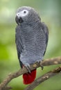 African grey parrot sitting on tree branch, africa