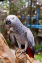 African grey parrot sitting on the tree branch Royalty Free Stock Photo