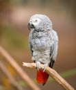 African grey parrot sitting on tree branch Royalty Free Stock Photo