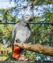 African grey parrot sitting on a tree branch, a tropical endangered bird specie from Africa Royalty Free Stock Photo