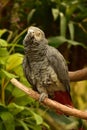 African Grey Parrot on a Strong Vine Royalty Free Stock Photo