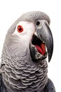 African Grey Parrot Talking