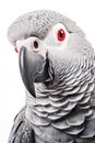 African Grey Parrot Talking