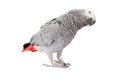 African Grey Parrot tilting head Royalty Free Stock Photo