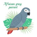 African grey parrot parrot Vector illustration. Cartoon bird isolated on white background Royalty Free Stock Photo