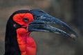 African ground hornbill bucorvus leadbeateri Royalty Free Stock Photo