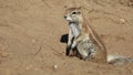 African ground squirrel