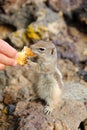 African ground squirrel eating from the hand.