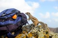 African ground squirrel looking at orange in a backpack. Royalty Free Stock Photo