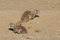 African Ground Squirrel