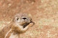 African ground squirrel (Marmotini) closeup portrait eating a nu