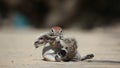 African ground squirrel