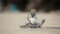 African ground squirrel