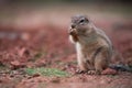 An African Ground Squirrel Xerus Sciuridae sitting in an upright position, nibbling grass. South Africa