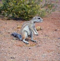 African ground squirrels genus Xerus f Royalty Free Stock Photo