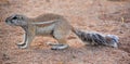 African ground squirrels genus Xerus form a taxon of squirrels Royalty Free Stock Photo