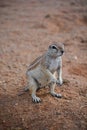 African ground squirrels genus Xerus form a taxon of squirrels Royalty Free Stock Photo