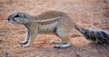 African ground squirrels genus Xerus form a taxon of squirrels Royalty Free Stock Photo