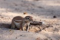 The African ground squirrels genus Xerus sitting on dry sand of Kalahari desert and feeding