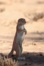 The African ground squirrels genus Xerus sitting on dry sand of Kalahari desert and feeding