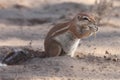 The African ground squirrels genus Xerus sitting on dry sand of Kalahari desert and feeding