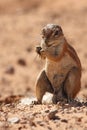 The African ground squirrels genus Xerus sitting on dry sand of Kalahari desert and feeding