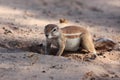 The African ground squirrels genus Xerus sitting on dry sand of Kalahari desert and feeding